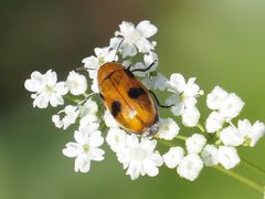 Coptocephala