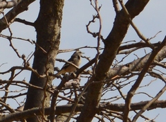 Mimus triurus
