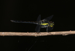 Agrionoptera longitudinalis
