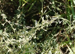 Atriplex pedunculata