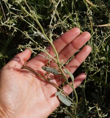 Atriplex pedunculata