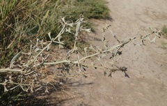 Atriplex pedunculata