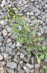 Senecio vulgaris