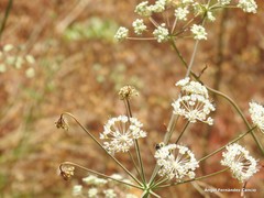 Conopodium subcarneum