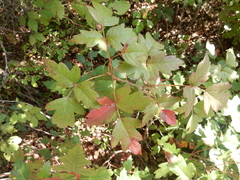 Toxicodendron radicans negundo