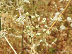 Conopodium subcarneum