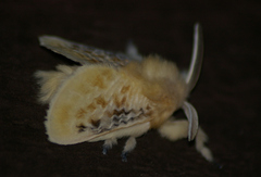 Megalopyge crispata