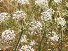 Conopodium subcarneum