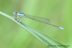 Pseudagrion spencei