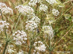 Conopodium subcarneum