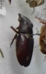 Lucanus