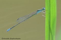 Pseudagrion spencei