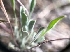 Physaria douglasii