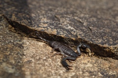 Hadogenes trichiurus