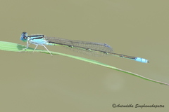 Pseudagrion spencei
