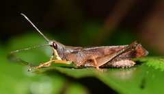 Phaeoparia aequatorialis