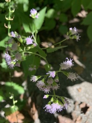 Fleischmannia incarnata