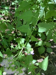 Fleischmannia incarnata