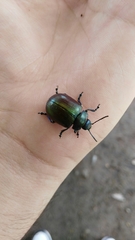 Leptinotarsa behrensi