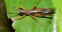 Phaeoparia aequatorialis