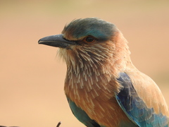 Coracias benghalensis