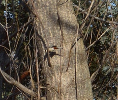 Microspingus torquatus