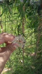 Funastrum