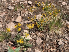 Packera streptanthifolia