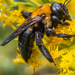 Virginia Carpenter Bee - Photo (c) LESLIE LEAGUE, some rights reserved (CC BY-NC), uploaded by LESLIE LEAGUE