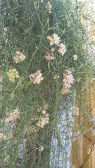 Funastrum