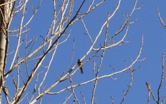 Microspingus torquatus