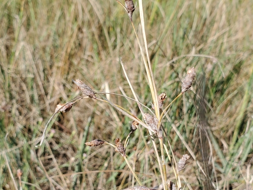 Image of Fimbristylis castanea by (c) Tom Field, some rights reserved (CC BY)
