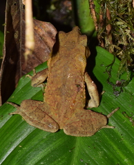 Rhinella margaritifera