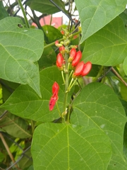 Phaseolus coccineus