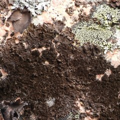 Xanthoparmelia loxodes