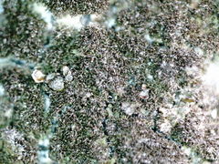 Xanthoparmelia loxodes