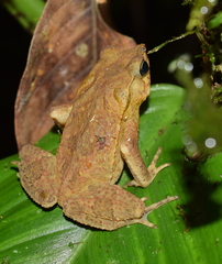 Rhinella margaritifera