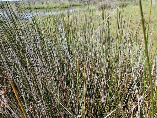 Needlegrass rush (Juncus roemerianus)