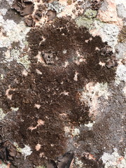 Xanthoparmelia loxodes