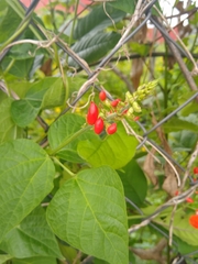 Phaseolus coccineus