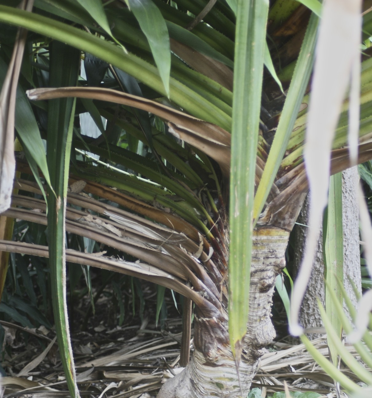 Ceratozamia norstogii