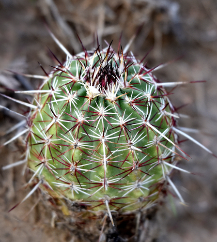 Green-flower Hedgehog Cactus