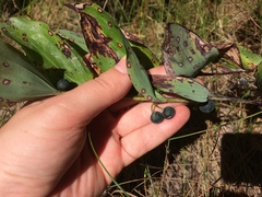 Phyllosticta convallariae