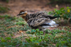 Cursorius coromandelicus