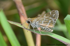 Taractrocera maevius