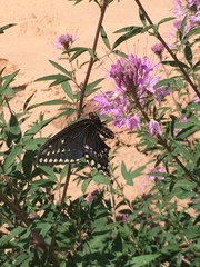Papilio machaon bairdii