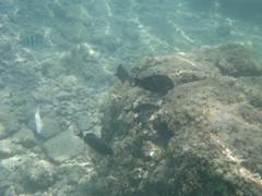 Acanthurus nigrofuscus