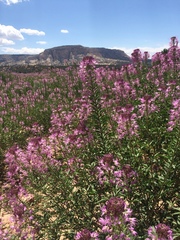 Papilio machaon bairdii