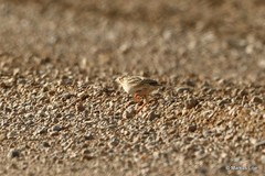Anthus spragueii