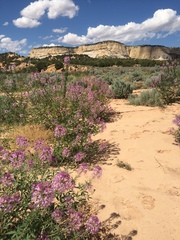 Papilio machaon bairdii